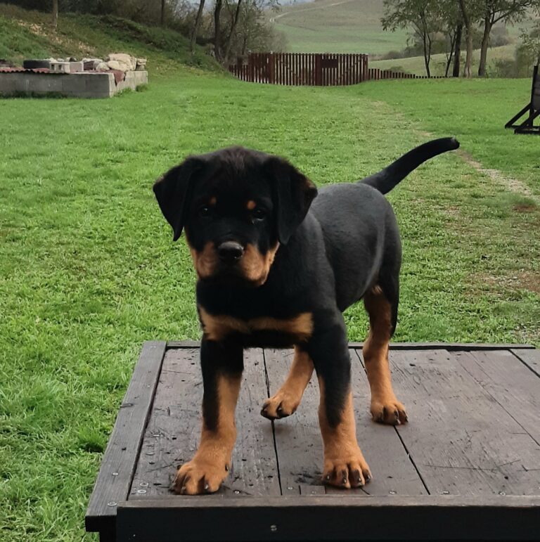 brave puppy