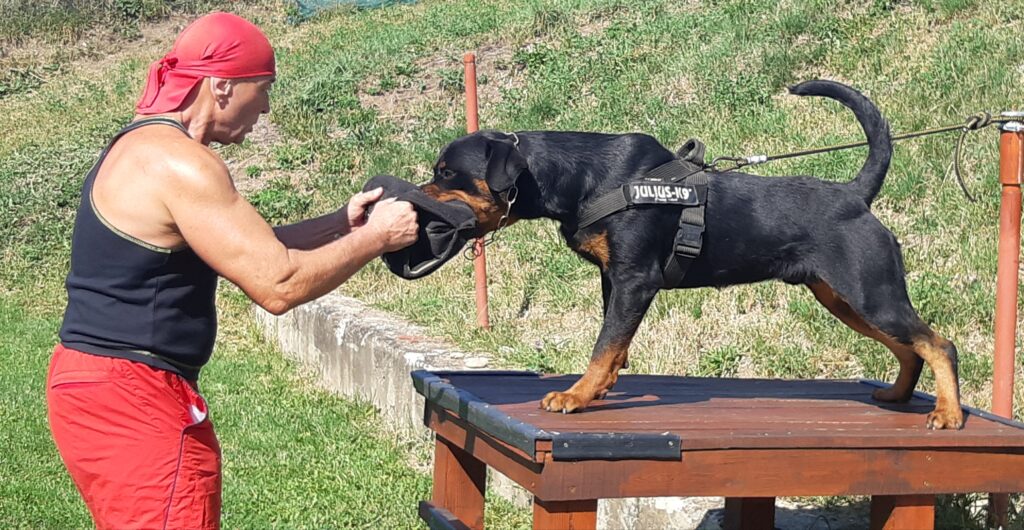 Apache – trained IGP3 protection Rottweiler male