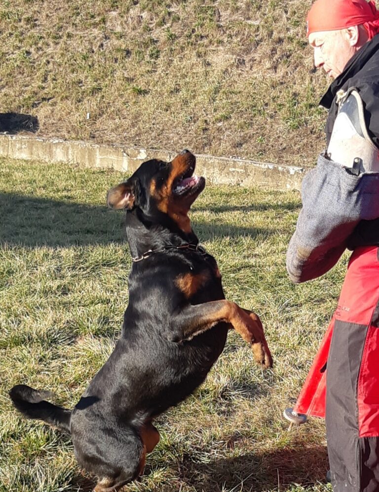 customized Rottweiler protection training
