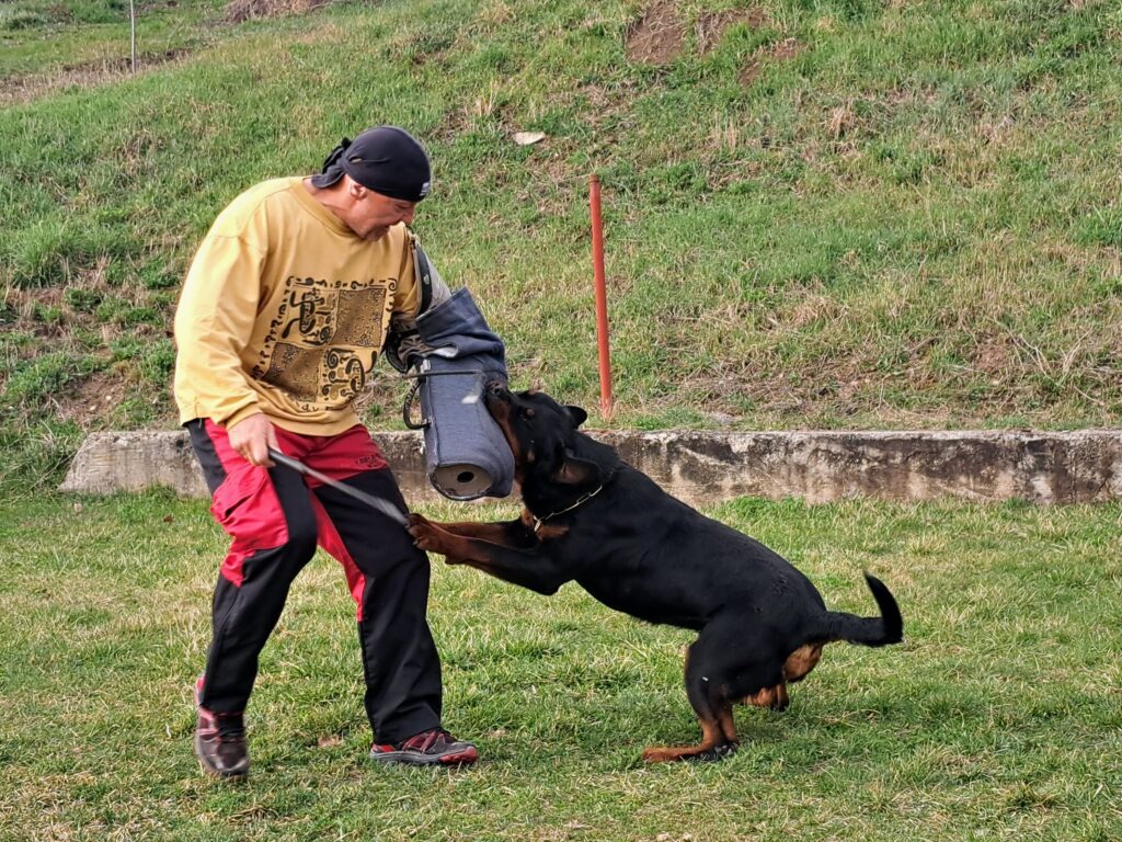 trained protection Rottweiler in action