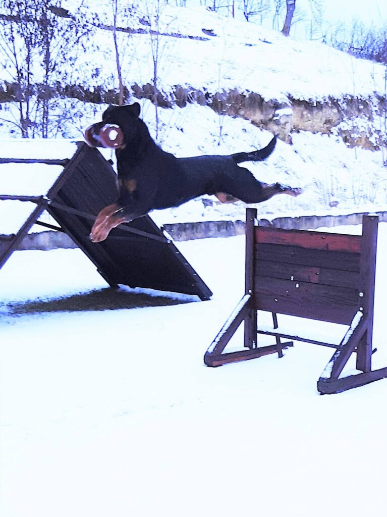 trained protection Rottweiler in action