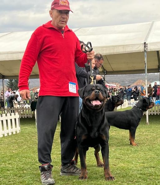 THE COMPLETE ROTTWEILER