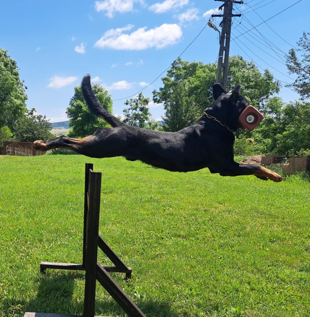 trained protection Rottweiler in action
