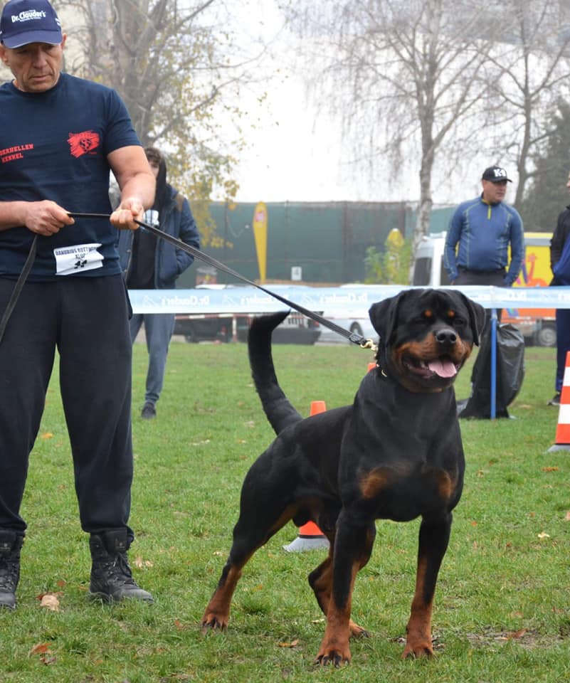 Hutz – champion Rottweiler IGP3 ADRK