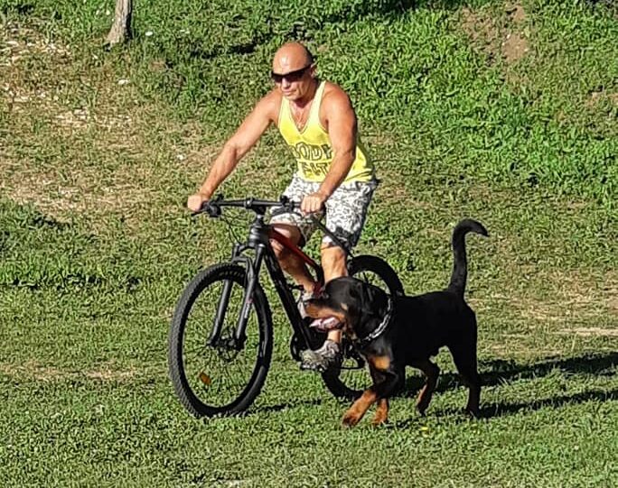 Rottweiler trained for real-life protection