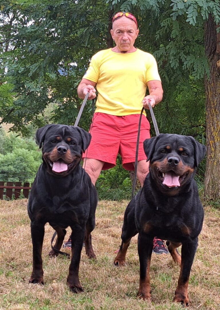 ethical Rottweiler breeding program Romania