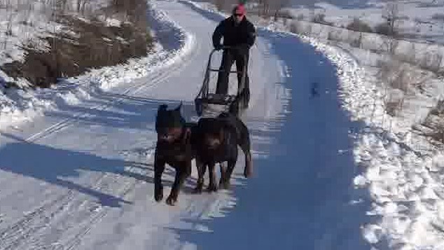 Rottweiler trained for real-life