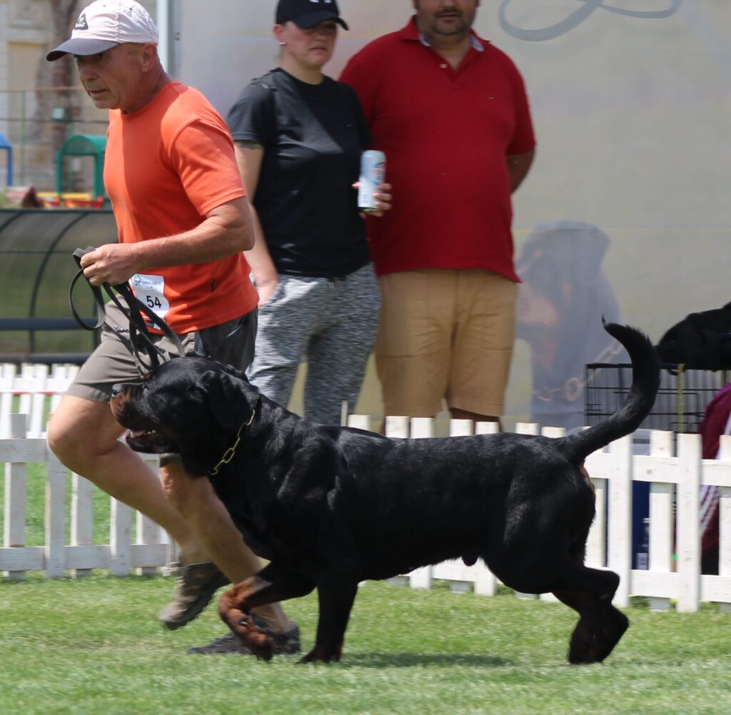 top-quality Rottweilers – working dogs with courage and willingness to work, able to perform on the schutzhund field and be the best in the show ring