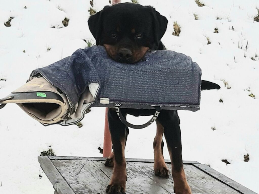 stable temperament protection young Rottweiler