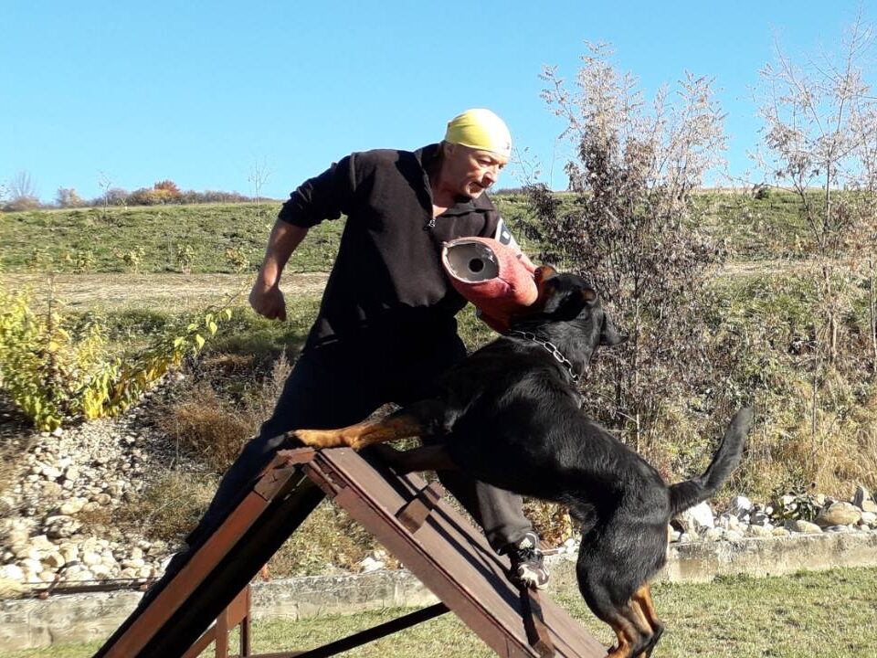 Trained Protection Rottweilers for Sale in Europe