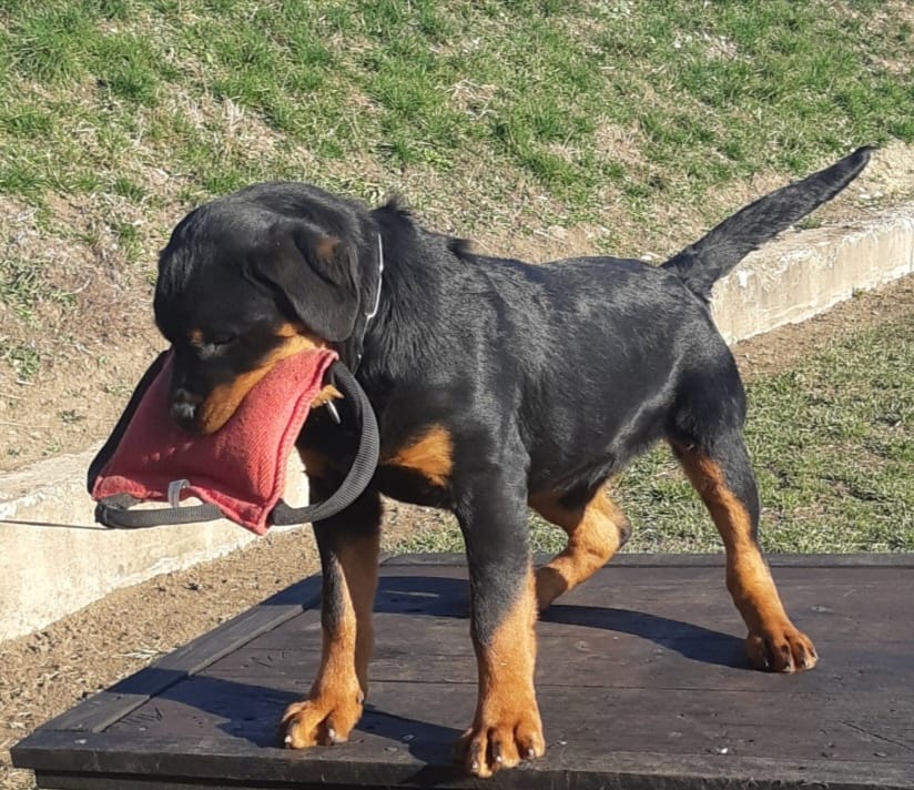 Young Rottweiler