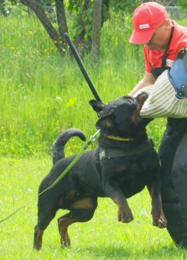 responsible working Rottweiler ownership