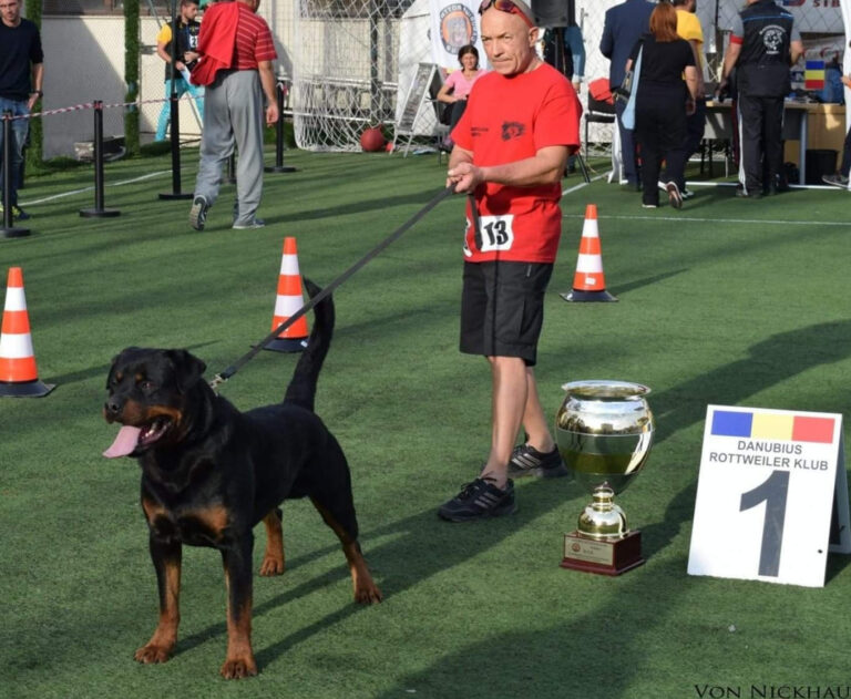 Romanian Rottweiler Klubwinner