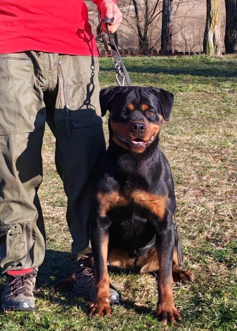 Does Professional Dog Training Work?