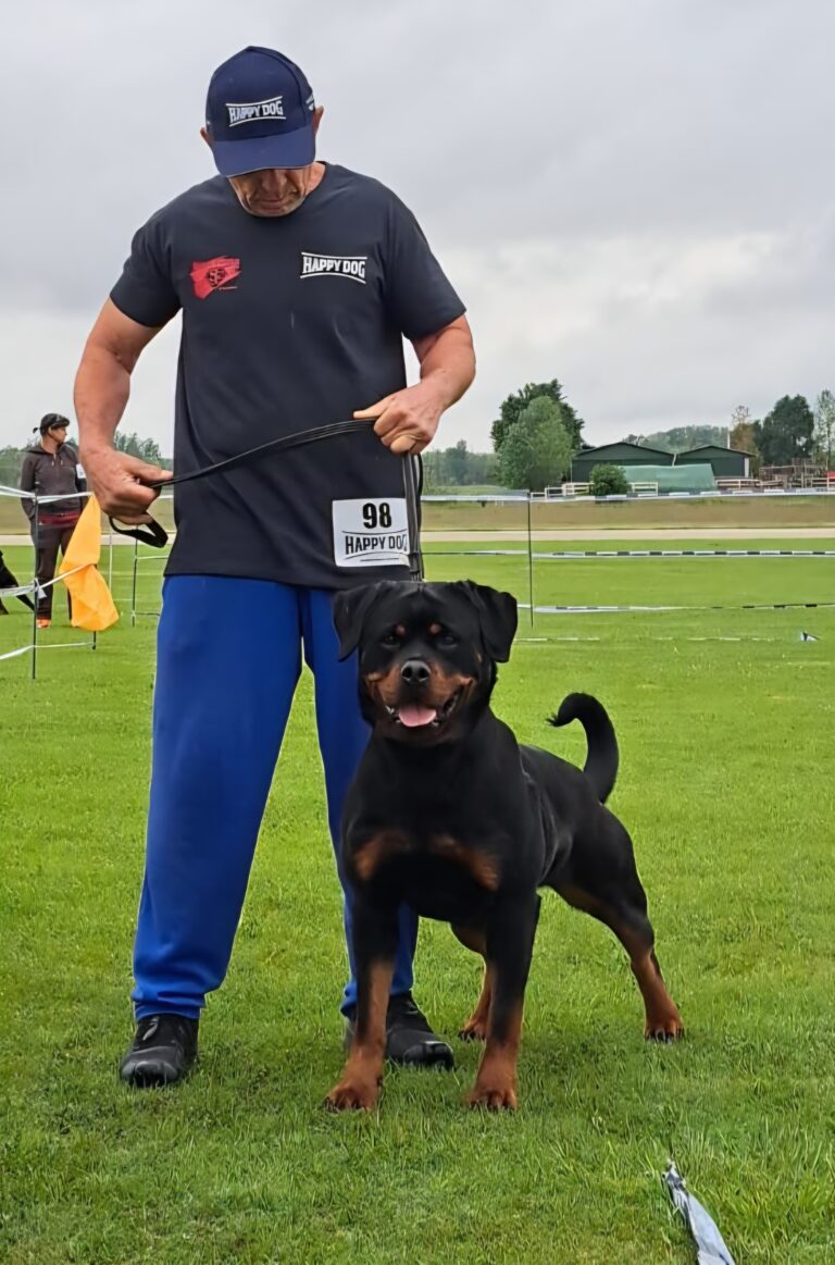What Professional Dog Training Services Do