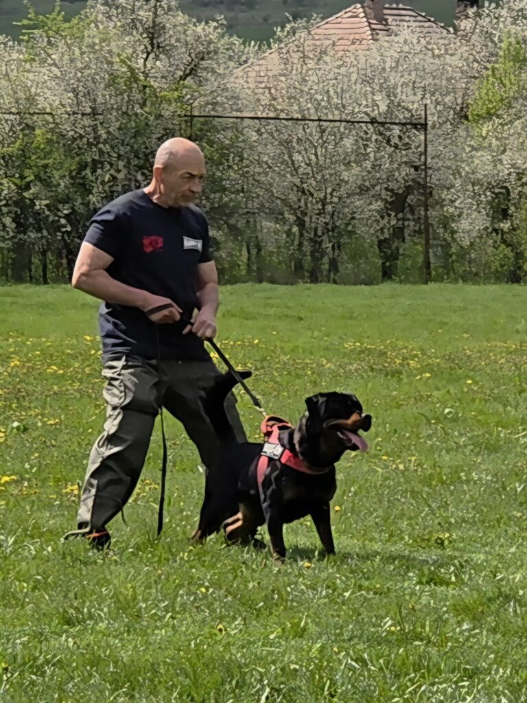 Protection Trained Rottweiler for Sale Guide