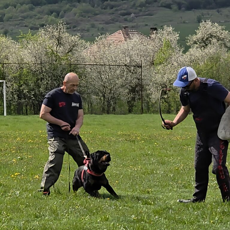 Property Protection Dog for Sale Guide