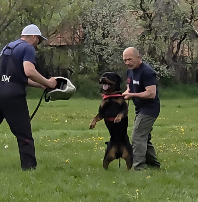 Choosing a Family Protection Dog for Sale