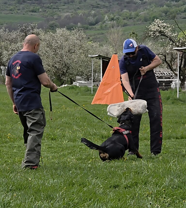 Trained Protection Dogs for Sale