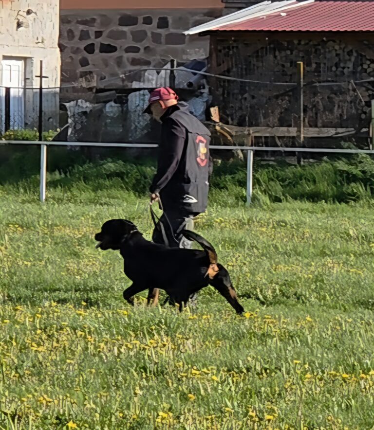 Best Personal Protection Dogs for Sale