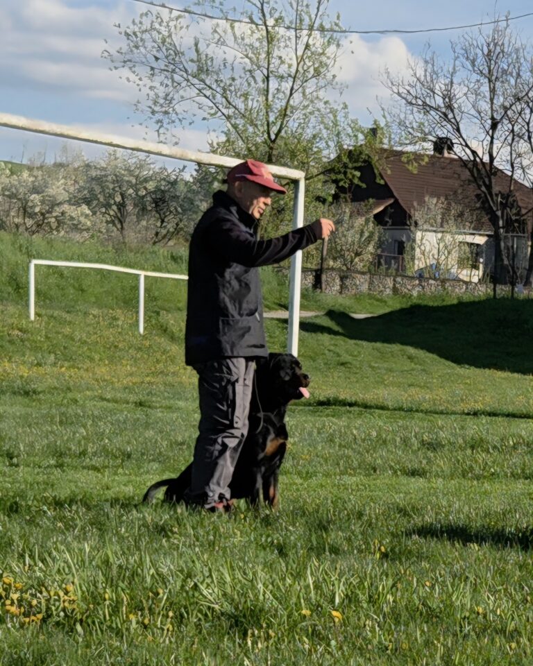 Rottweiler Protection Dog Temperament Explained