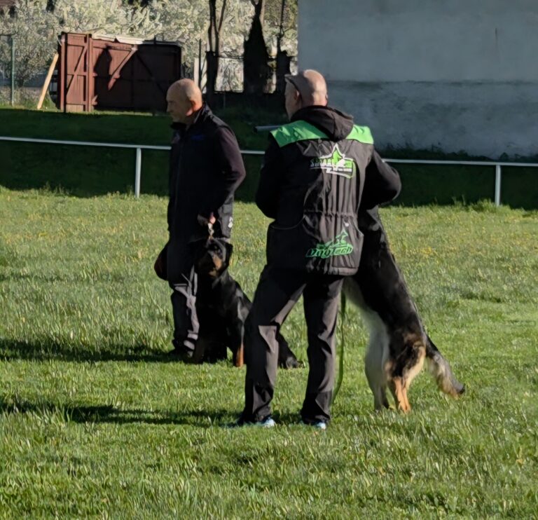 How to Choose a Protection Rottweiler