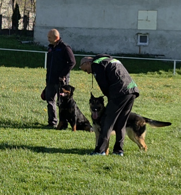 Rottweiler vs German Shepherd: Which Is the Better Protection Dog?